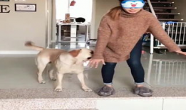 狗配人视频,温馨治愈的配对瞬间